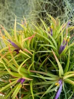 Тилландсия Фуэго Хэнгинг (Tillandsia Fuego with hanging) — изображение 10