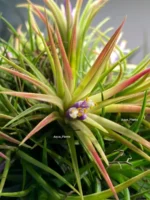 Тилландсия Фуэго Хэнгинг (Tillandsia Fuego with hanging) — изображение 11