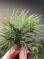 Тилландсия Funckiana recurvifolia (Tillandsia Фанкиана) — изображение 6