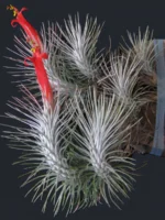 Тилландсия Funckiana recurvifolia (Tillandsia Фанкиана) — изображение 7