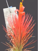 Тилландсия Funckiana recurvifolia (Tillandsia Фанкиана) — изображение 8