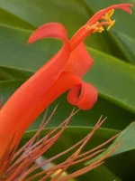 Тилландсия Funckiana recurvifolia (Tillandsia Фанкиана) — изображение 9