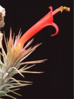 Тилландсия Funckiana recurvifolia (Tillandsia Фанкиана) — изображение 10