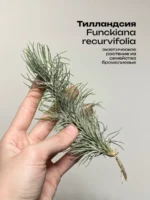 Тилландсия Funckiana recurvifolia (Tillandsia Фанкиана)