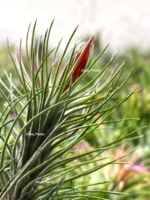 Тилландсия Funckiana recurvifolia (Tillandsia Фанкиана) — изображение 11