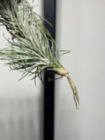 Тилландсия Funckiana recurvifolia (Tillandsia Фанкиана) — изображение 2