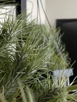 Тилландсия Funckiana recurvifolia (Tillandsia Фанкиана) — изображение 3