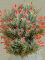 Тилландсия Funckiana recurvifolia (Tillandsia Фанкиана) — изображение 4