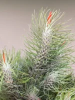 Тилландсия Funckiana recurvifolia (Tillandsia Фанкиана) — изображение 5