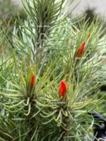 Тилландсия Funckiana recurvifolia (Tillandsia Фанкиана) — изображение 15