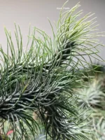 Тилландсия Funckiana recurvifolia (Tillandsia Фанкиана) — изображение 12