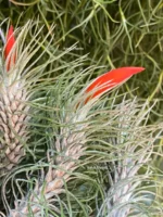 Тилландсия Funckiana recurvifolia (Tillandsia Фанкиана) — изображение 13