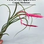 Тилландсия голова медузы (Tillandsia Caput medusae)