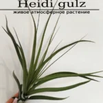 Тилландсия Heidi GULZ Tillandsia