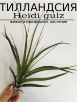 Тилландсия Heidi GULZ Tillandsia