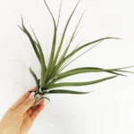 Тилландсия Heidi GULZ Tillandsia