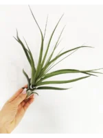 Тилландсия Heidi GULZ Tillandsia
