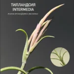 Тилландсия Интермедиа (Tillandsia intermedia)
