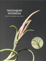 Тилландсия Интермедиа (Tillandsia intermedia)