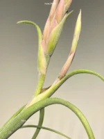 Тилландсия Интермедиа (Tillandsia intermedia) — изображение 6