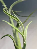 Тилландсия Интермедиа (Tillandsia intermedia) — изображение 8