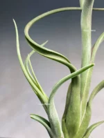 Тилландсия Интермедиа (Tillandsia intermedia) — изображение 2