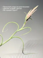 Тилландсия Интермедиа (Tillandsia intermedia) — изображение 13