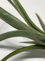 Тилландсия Интермедиа (Tillandsia intermedia) — изображение 11