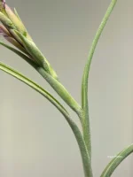Тилландсия Интермедиа (Tillandsia intermedia) — изображение 12