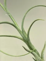 Тилландсия Интермедиа (Tillandsia intermedia) — изображение 4