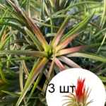 Тилландсия ионанта фуэго 3 штуки (Tillandsia ionantha fuego)