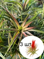 Тилландсия ионанта фуэго 3 штуки (Tillandsia ionantha fuego)