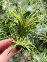 Тилландсия ионанта фуэго 3 штуки (Tillandsia ionantha fuego) — изображение 2