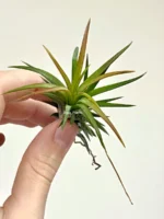 Тилландсия ионанта фуэго 3 штуки (Tillandsia ionantha fuego) — изображение 3