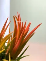 Тилландсия ионанта фуэго 3 штуки (Tillandsia ionantha fuego) — изображение 4
