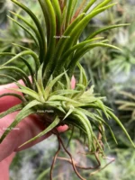 Тилландсия ионанта фуэго 3 штуки (Tillandsia ionantha fuego) — изображение 5