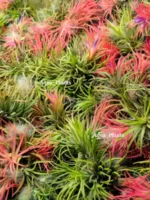 Тилландсия ионанта фуэго 3 штуки (Tillandsia ionantha fuego) — изображение 6