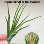 Тилландсия Ионанта х бульбоса(Tillandsia Ionantha x bulbosa)