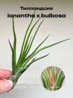 Тилландсия Ионанта х бульбоса(Tillandsia Ionantha x bulbosa)