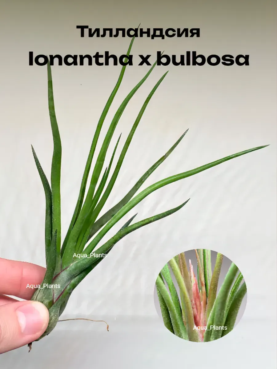 tillandsiya-ionanta-h-bulbosa-tillandsia-ionantha-x-bulbosa-1 Тилландсия Ионанта х бульбоса(Tillandsia Ionantha x bulbosa) — изображение 1