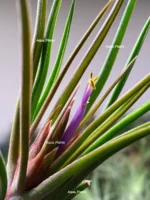 Тилландсия Ионанта х бульбоса(Tillandsia Ionantha x bulbosa) — изображение 12