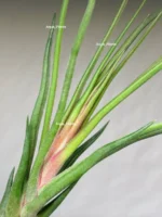 Тилландсия Ионанта х бульбоса(Tillandsia Ionantha x bulbosa) — изображение 13