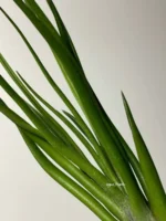 Тилландсия Ионанта х бульбоса(Tillandsia Ionantha x bulbosa) — изображение 14