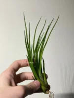 Тилландсия Ионанта х бульбоса(Tillandsia Ionantha x bulbosa) — изображение 15