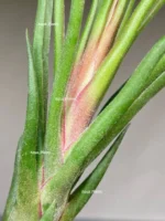 Тилландсия Ионанта х бульбоса(Tillandsia Ionantha x bulbosa) — изображение 16