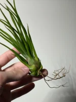 Тилландсия Ионанта х бульбоса(Tillandsia Ionantha x bulbosa) — изображение 17