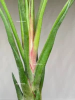 Тилландсия Ионанта х бульбоса(Tillandsia Ionantha x bulbosa) — изображение 3