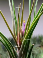Тилландсия Ионанта х бульбоса(Tillandsia Ionantha x bulbosa) — изображение 4
