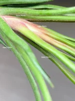 Тилландсия Ионанта х бульбоса(Tillandsia Ionantha x bulbosa) — изображение 5