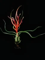 Тилландсия Ионанта х бульбоса(Tillandsia Ionantha x bulbosa) — изображение 18